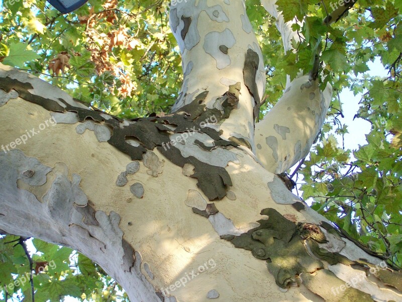 Sycamore Tree Log Plant Free Photos