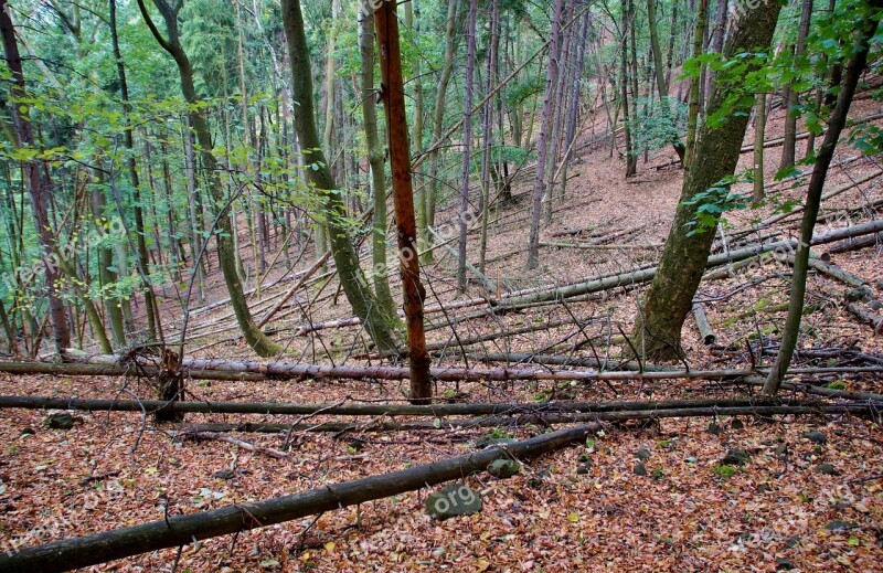 Forest Deciduous Trees Polom Fallen