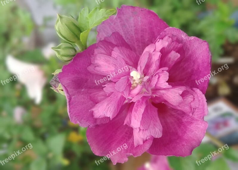 Rose Of Sharon Acid Fold No Change Republic Of Korea Chrysanthemum Sejong City