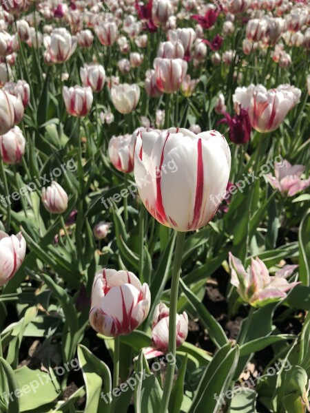 Tulip Ottawa Flower Show Free Photos