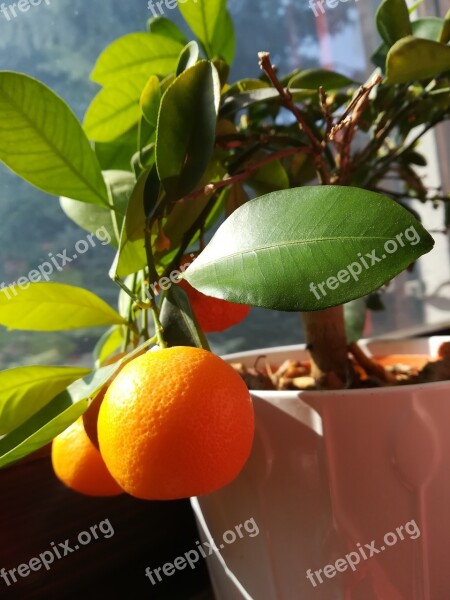 Orange Shrub Ornamental Plants Garden Beautiful