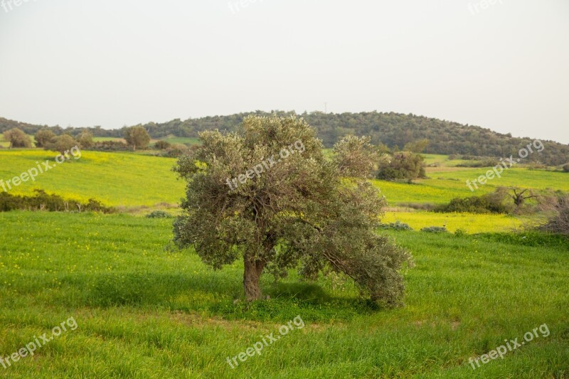 The Olive Tree Field Grass Landscape Tree