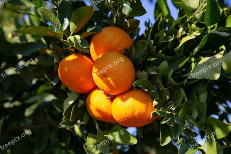 Mandarins Citrus Fruit Tropical Free Photos