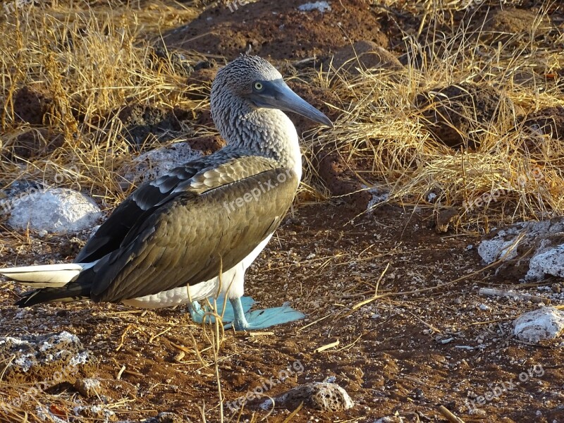 Blue Footed Boobie Galápagos Blue-footed Wildlife Birds