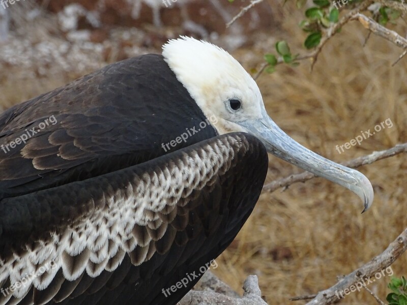 Frigate Bird Galapagos Island Ecuador Free Photos