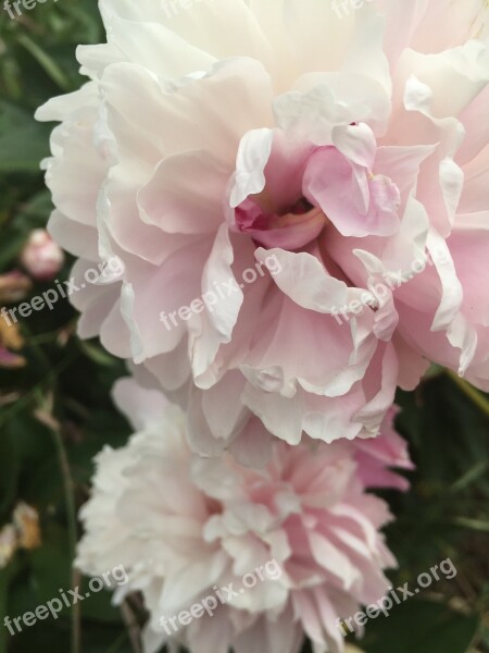 Flowers Peonies Summer Pink Bloom