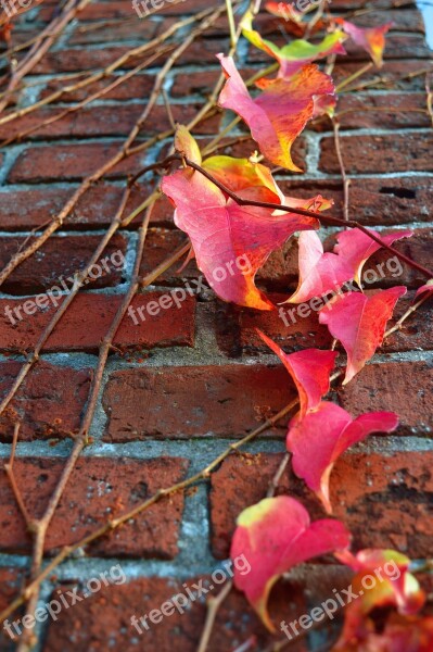 Ivy Wall Autumn Red Climber Plant