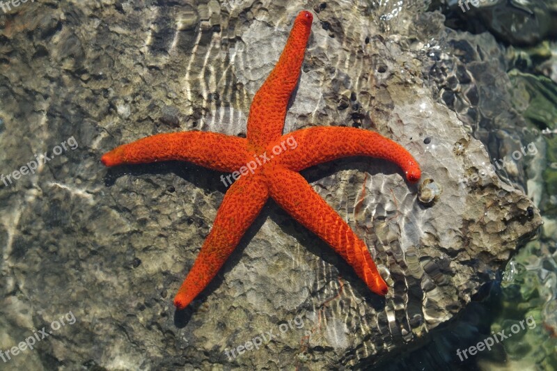 Starfish Holiday Sea Water Free Photos