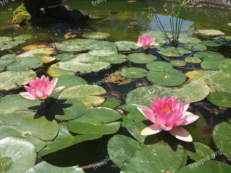 Flower Pond Mirror Nature Plant