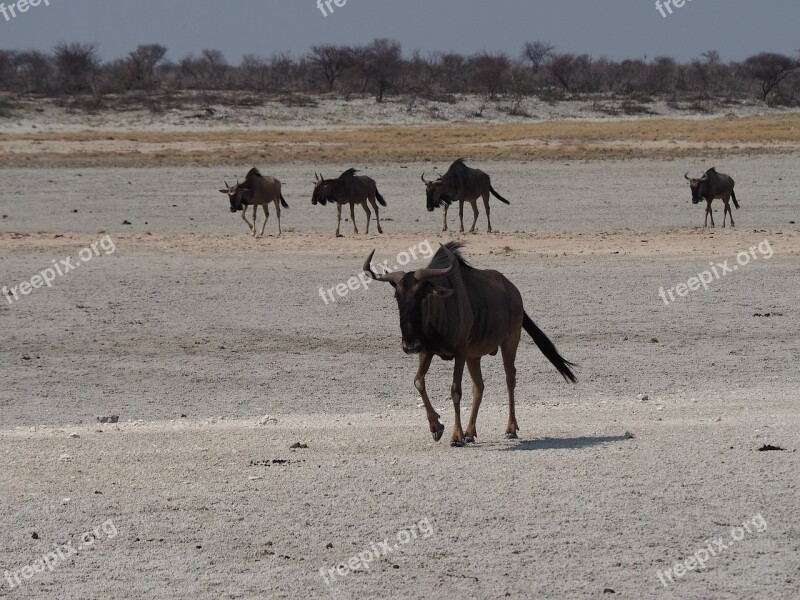 Namibia Kudu Etosha Free Photos