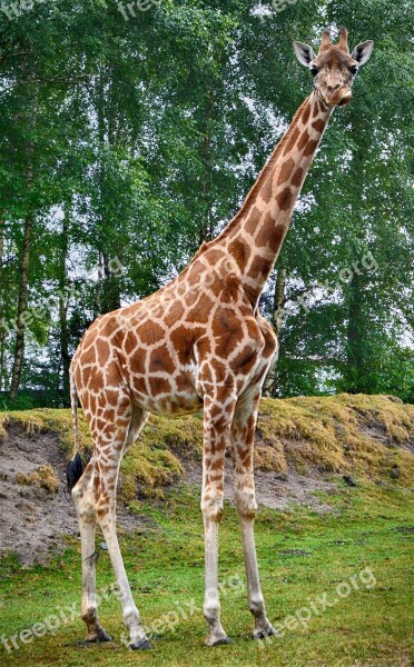 Giraffe Close Up Animal Mammal Portrait