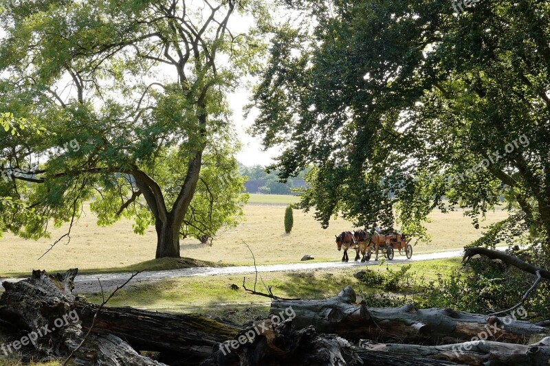 Lüneburg Heath Coach Horse Drawn Carriage More Heide