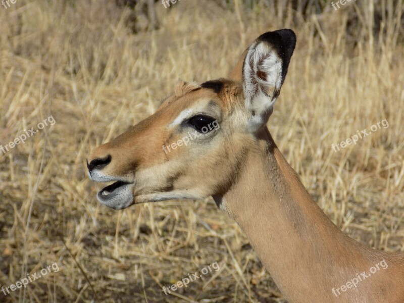 Impala Antelope Safari Park Animal