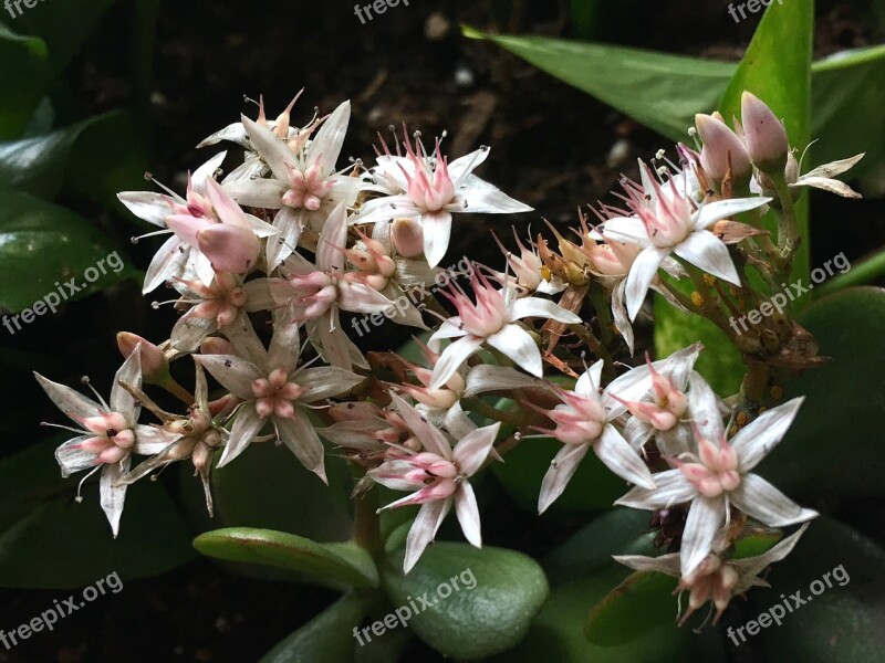 Small Flowers Pistils Flower Pistil Petals