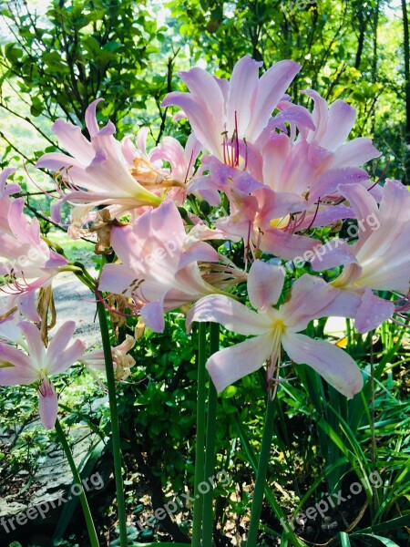 Naked Lady Flowers Pink Blooms Garden