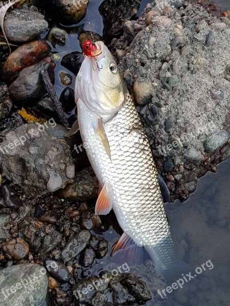 Fish Chub Fishing River Scales