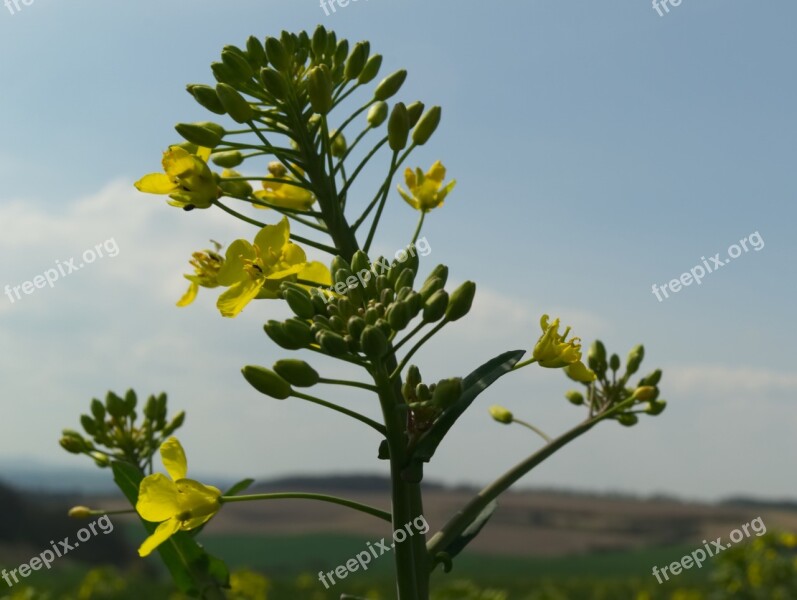 Oilseed Rape Rare Plant Yellow Spring Field Of Rapeseeds