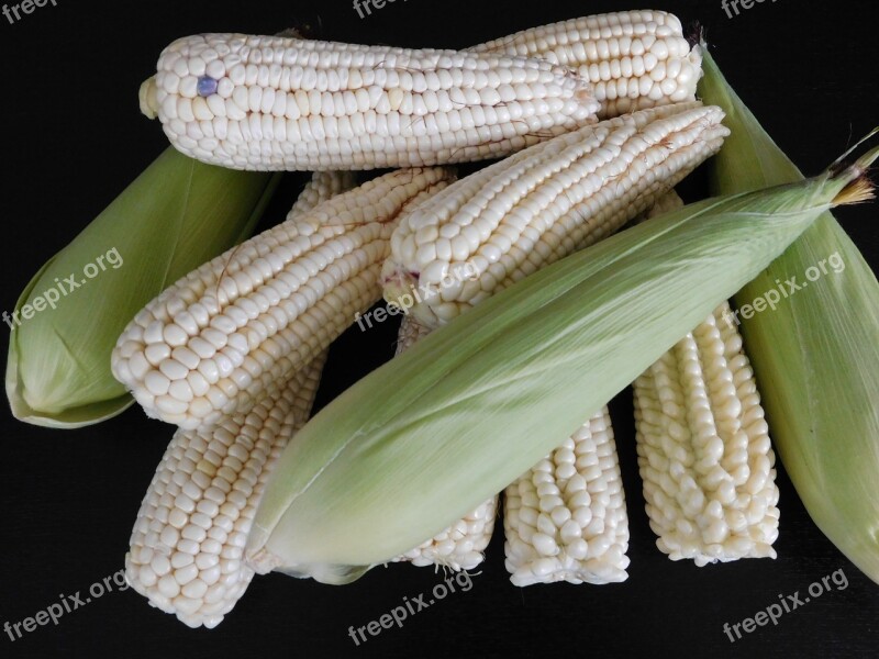 Corn Cob Festival Agriculture Healthy