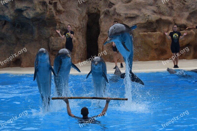 The Loro-parque Dolphins Tenerife Free Photos