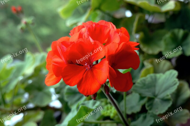 Flower Red Green Balcony Balcony Plant