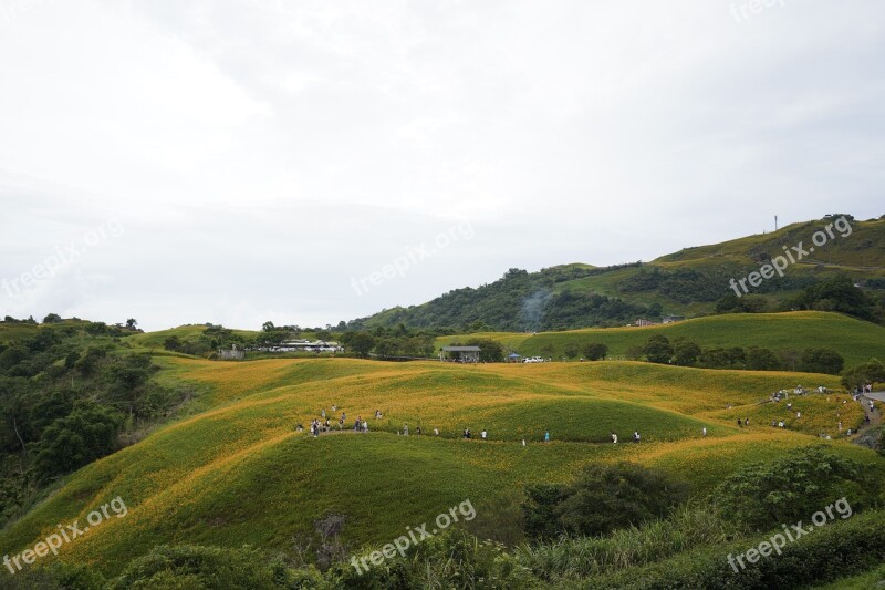 Sea Of Flowers Landscape View Hualien Free Photos