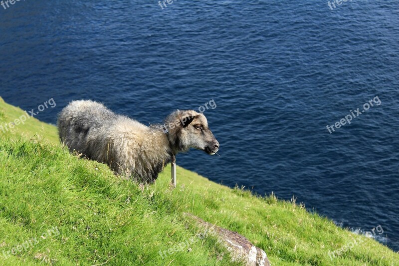 Faroese Sheep Sheep Mountain Side Faroe Islands Free Photos