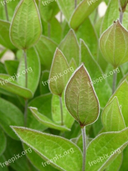 Bud Clematis Plant Leaf Gardens