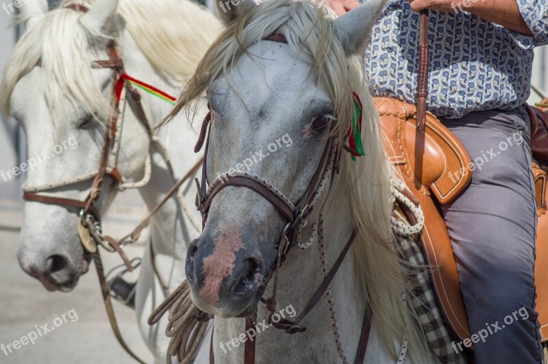 Camargue Horses Riders Gardians Horseback Riding