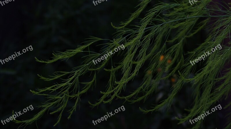 Asparagus Black Branch Plant Background