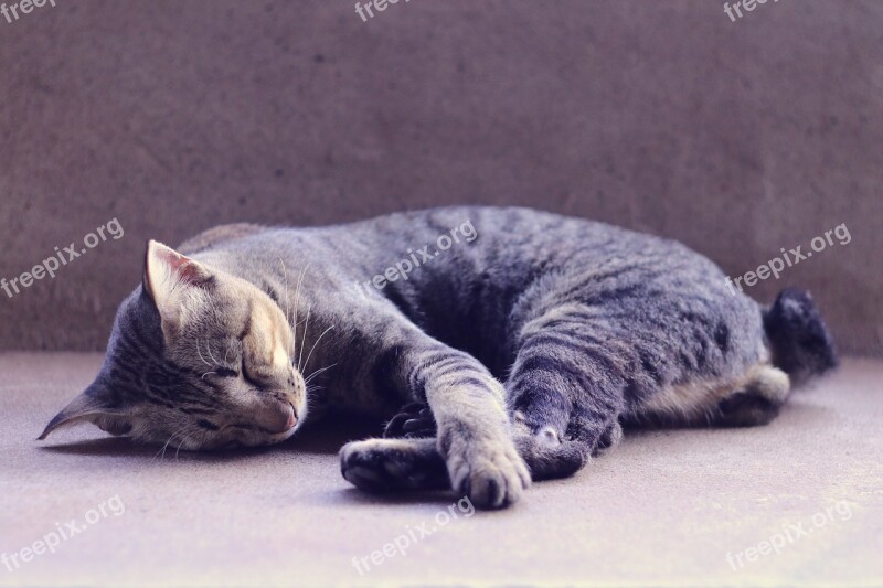 Cat Sleeping Animal Pets Cat Nap