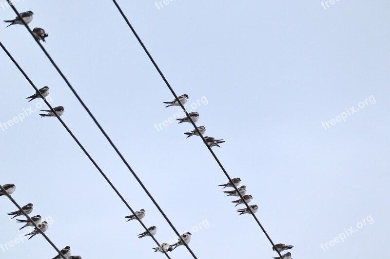 Swallows Swarm Power Cable Free Photos