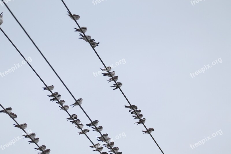 Swallows Swarm Power Cable Free Photos