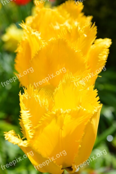 Tulips Fringed Yellow Spring Flowers Nature