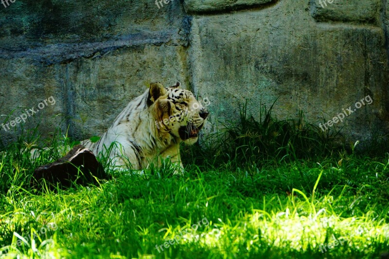 Bengal Tiger Savannah Tropical Forests Carnivorous Animals