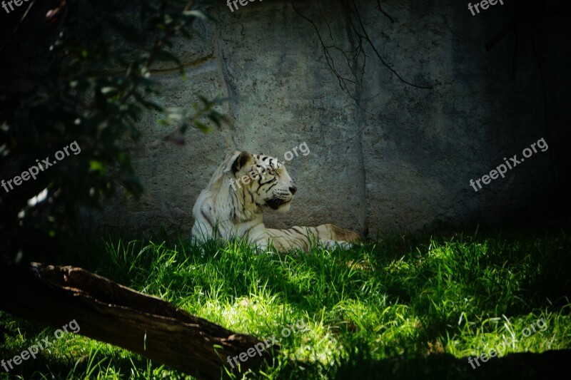 Bengal Tiger Savannah Tropical Forests Carnivorous Animals