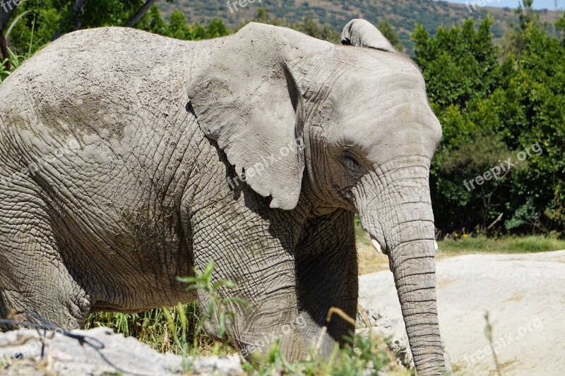 Elephant Mammal Animals Mammals Safari