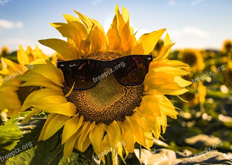 Summer Sunglasses Nature Sunflower Specs