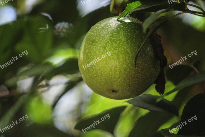 Passion Fruit Fruit Hanging Fruits Nature Leaf