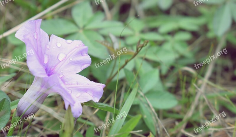 Flower Nature Flourish Flower In The Grass Flower With Water