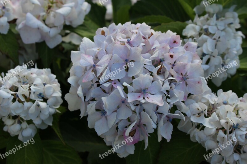 Hydrangeas Garden Flowers Summer Free Photos