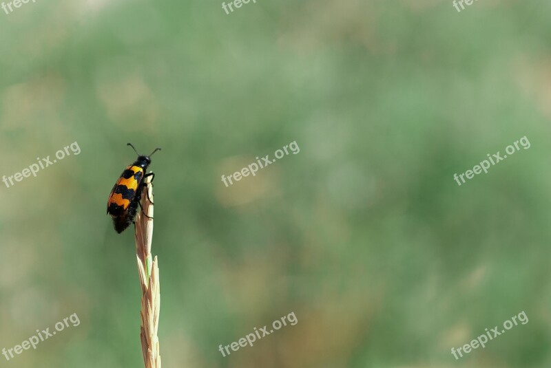 Nicrophoru Nicrophorus Americanus The Nécrophores Négrophore