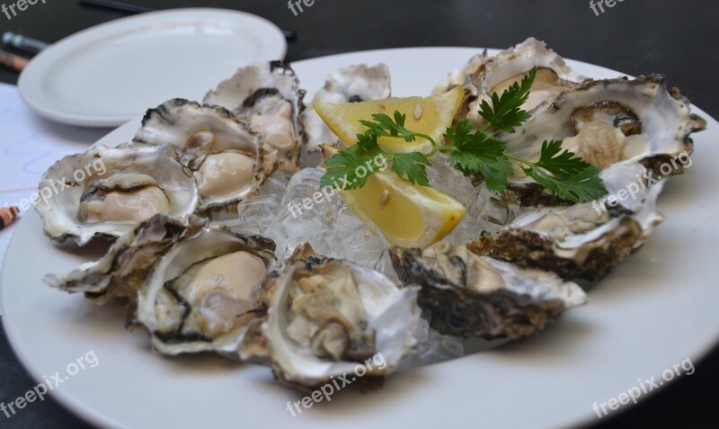 Oysters Food Oyster Seafood Fresh