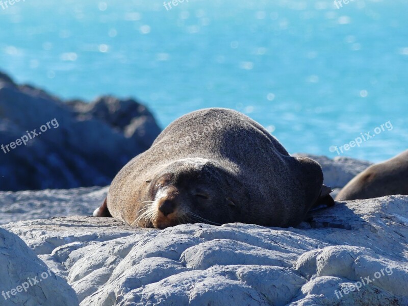 Robbe Seal Sea ​​lion Sea Ocean