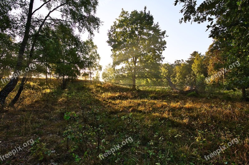 Golden Hour Lüneburg Heath Trees Nature Heide