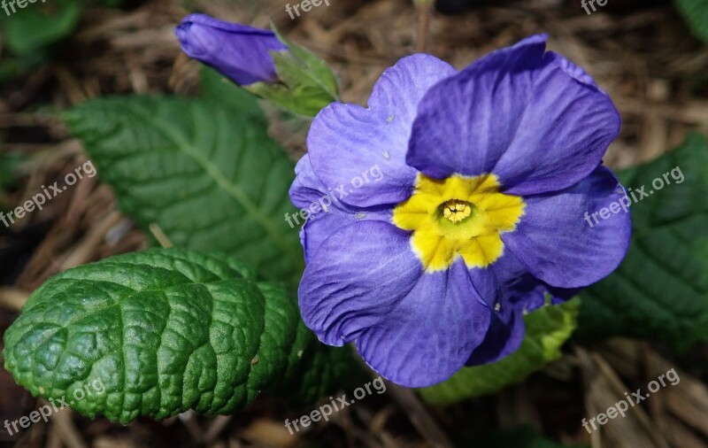 Primrose Purple Flower Plant Garden