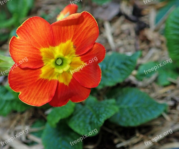 Primrose Flower Orange Plant Garden