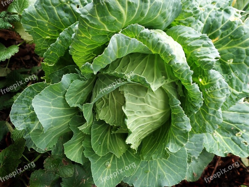 Cabbage Vegetable Organic Garden Cooking