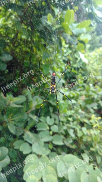 Spider Big Spider Nature Rainy Time Green Plants