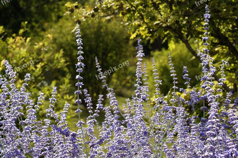 Lavender Lavender Blossom Purple Violet Garden