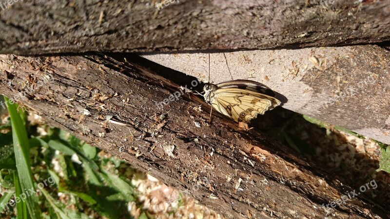 Butterfly Balance Beam Tree Sawdust Insect